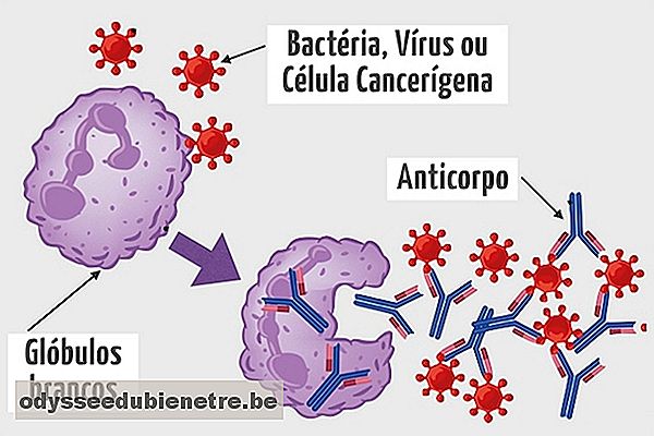 Ilustração que representa o modo de atuação dos anticorpos