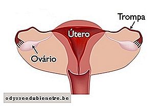 Trompa uterina normal