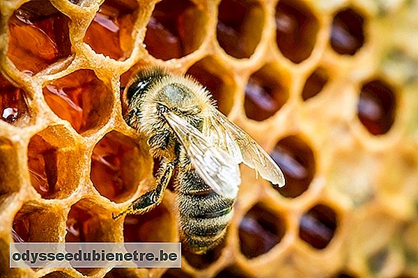 Primeiros socorros em caso de picada de abelha