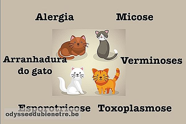 7 Doenças que podem ser transmitidas pelos Gatos aos Humanos