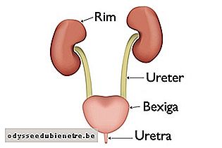 Localização dos rins e dos ureteres