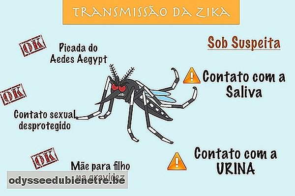 Conheça as 3 doenças que o Zika Vírus pode provocar