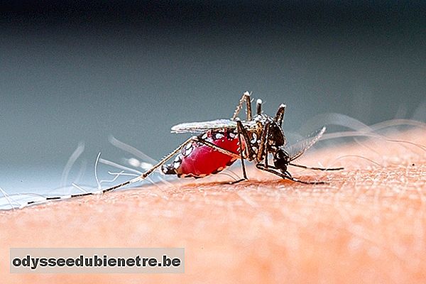 Saiba como Prevenir a Dengue de forma eficaz