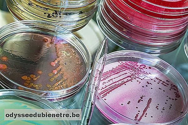 Staphylococcus aureus: sintomas, doenças, diagnóstico e como é feito o tratamento