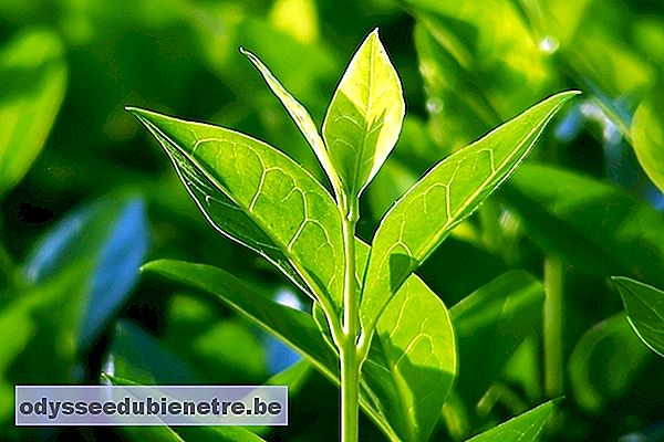 Propriedades do chá verde (Camellia sinensis)