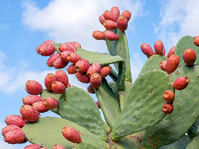 Beneficiile pentru sănătate ale cactusului Nopal