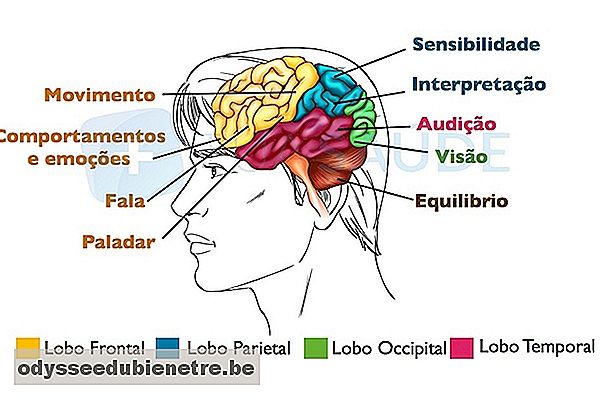 Funções do cérebro