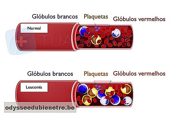 Constituição das células sanguíneas