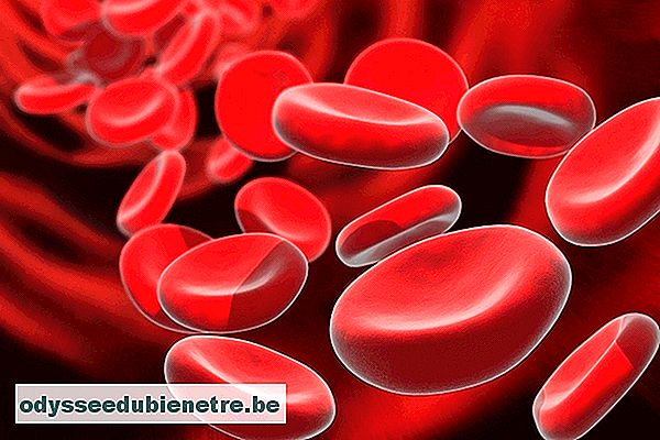 O que é Anemia Hemolítica Autoimune e como tratar