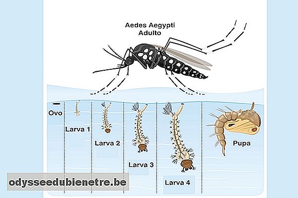 Saiba como é o Ciclo de vida do Aedes Aegypti