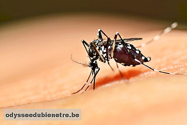 Aedes Aegypti adulto