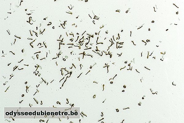 Larvas de Aedes Aegypti