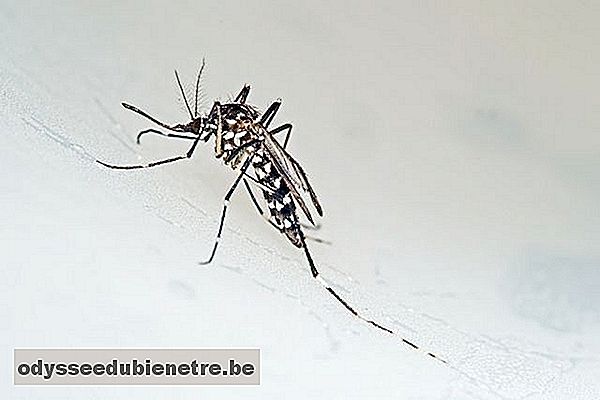 O que você precisa saber sobre o Mosquito Transgênico