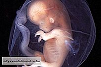 Desenvolvimento do bebê - 14 semanas de gestação