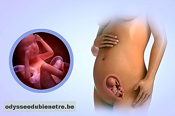 Developpement Du Bebe 19 Semaines De Gestation Odysseedubienetre Be