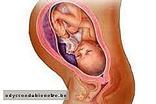 Developpement Du Bebe 35 Semaines De Gestation Odysseedubienetre Be