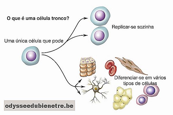 O que são células tronco