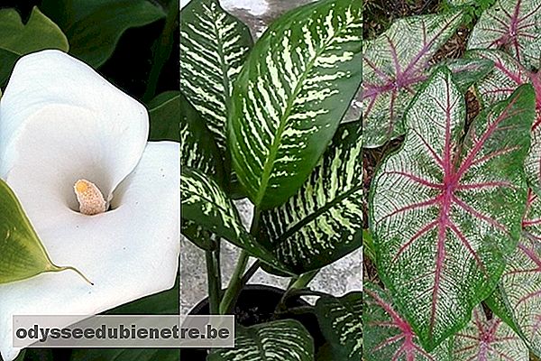 9 Plantas venenosas que pode ter em casa