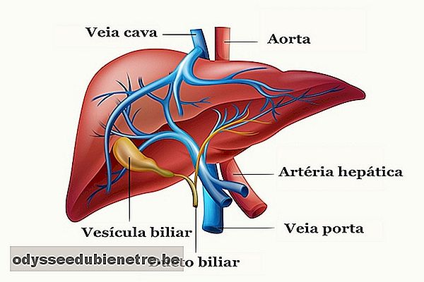 Anatomia do fígado