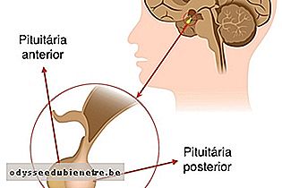 Pituitária anterior e pituitária posterior