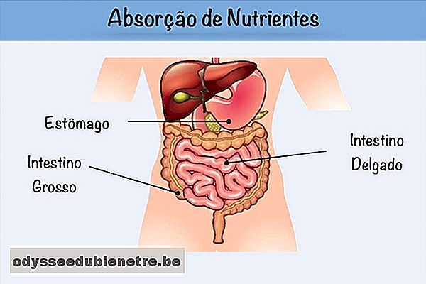 Entenda como ocorre a absorção de nutrientes no intestino