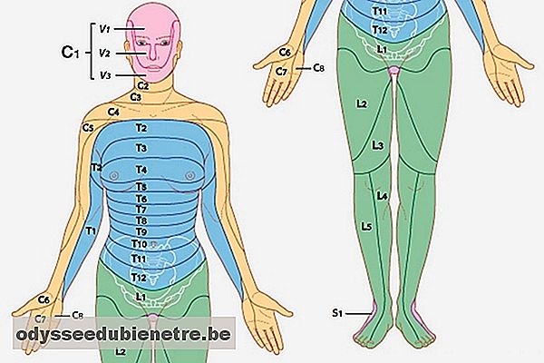 Mapa de dermátomos e miótomos do corpo