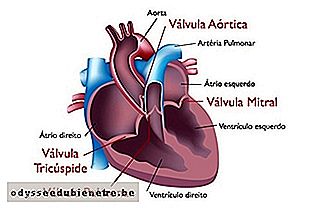Localização das válvulas no coração