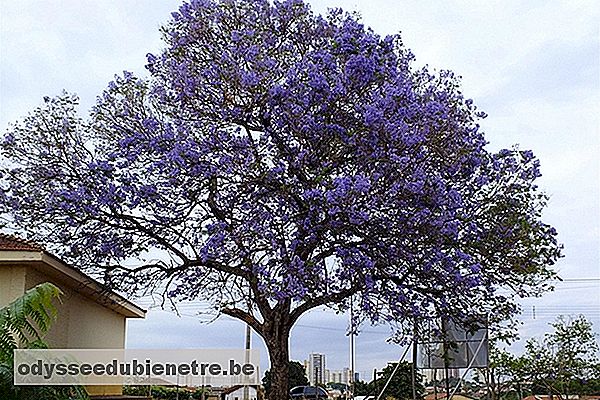 Árvore de carobinha, também conhecida como Jacarandá