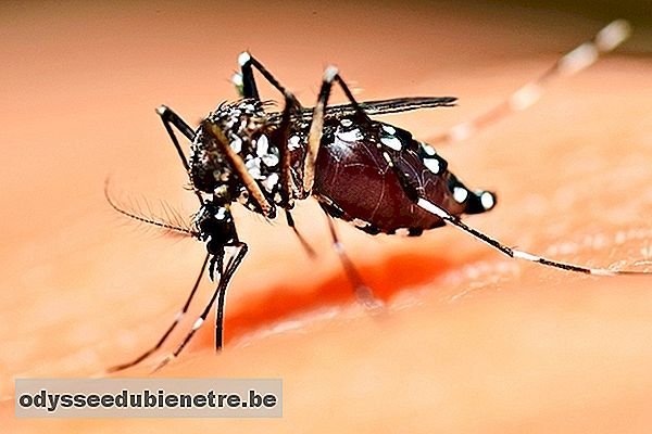 5 Doenças que podem ser Causadas pela Dengue