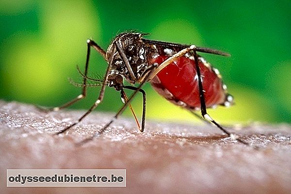 Saiba como é Feita a Transmissão da Dengue