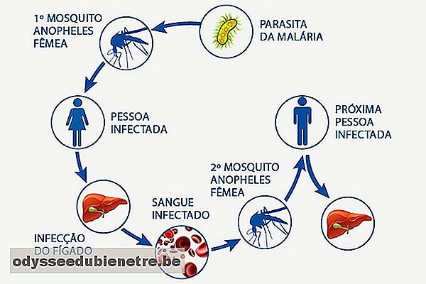 Malária: sintomas, transmissão, tratamento e como prevenir 