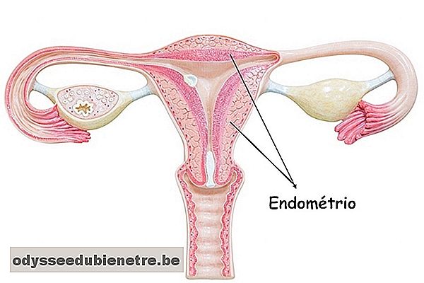 Localização do endométrio