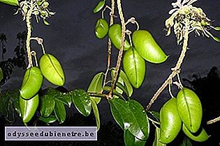 Griffonia simplicifolia