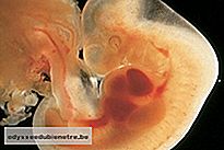 Desenvolvimento do bebê - 5 semanas de gestação