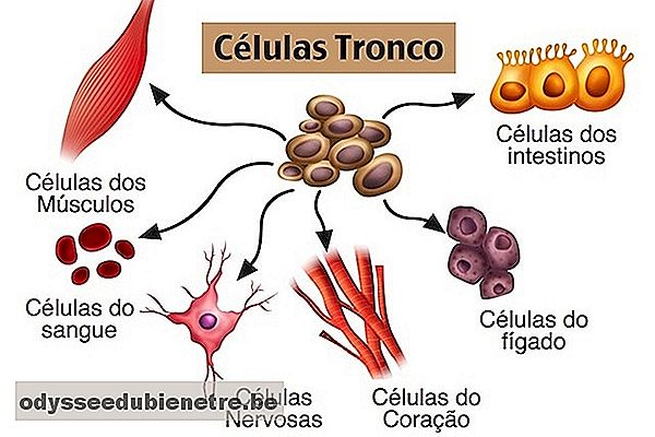 Células Tronco que se podem transformar-se em vários tipos diferentes de células