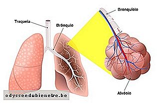 Anatomia do pulmão