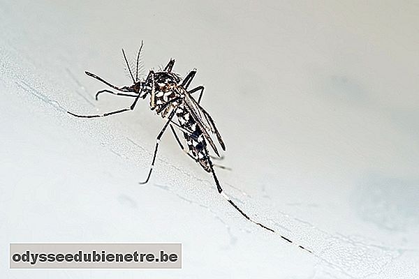 Mosquito Aedes Aegypti causador da Zika
